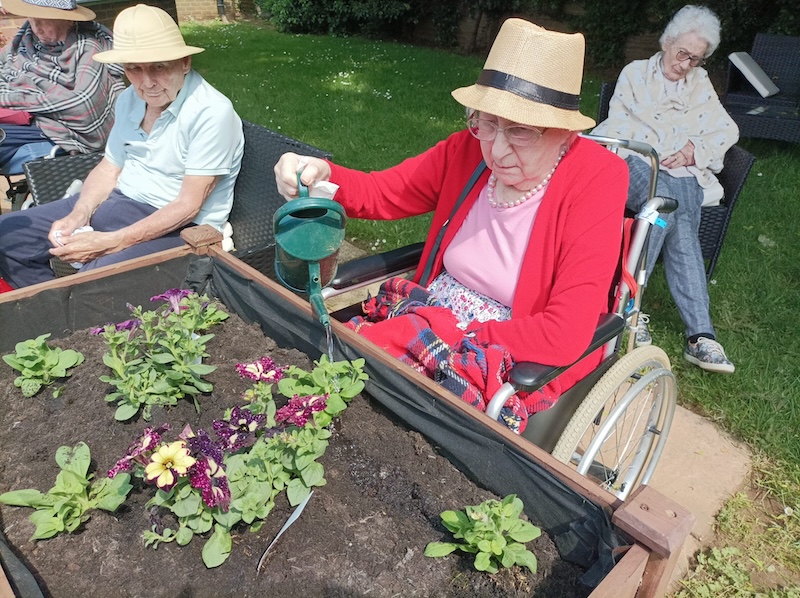 Older lady in wheelchari watering plants in a flowebed