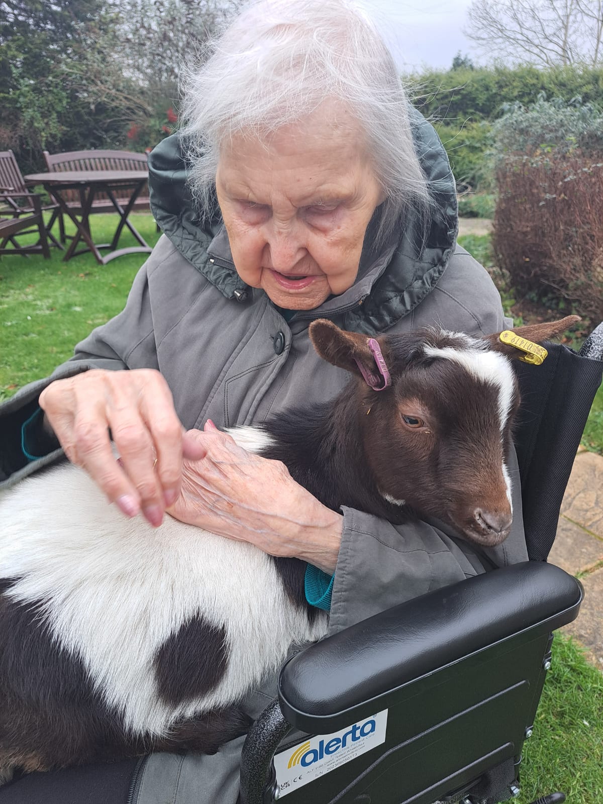 Elderly woman in a wheelchair cuddling a goat on her lap