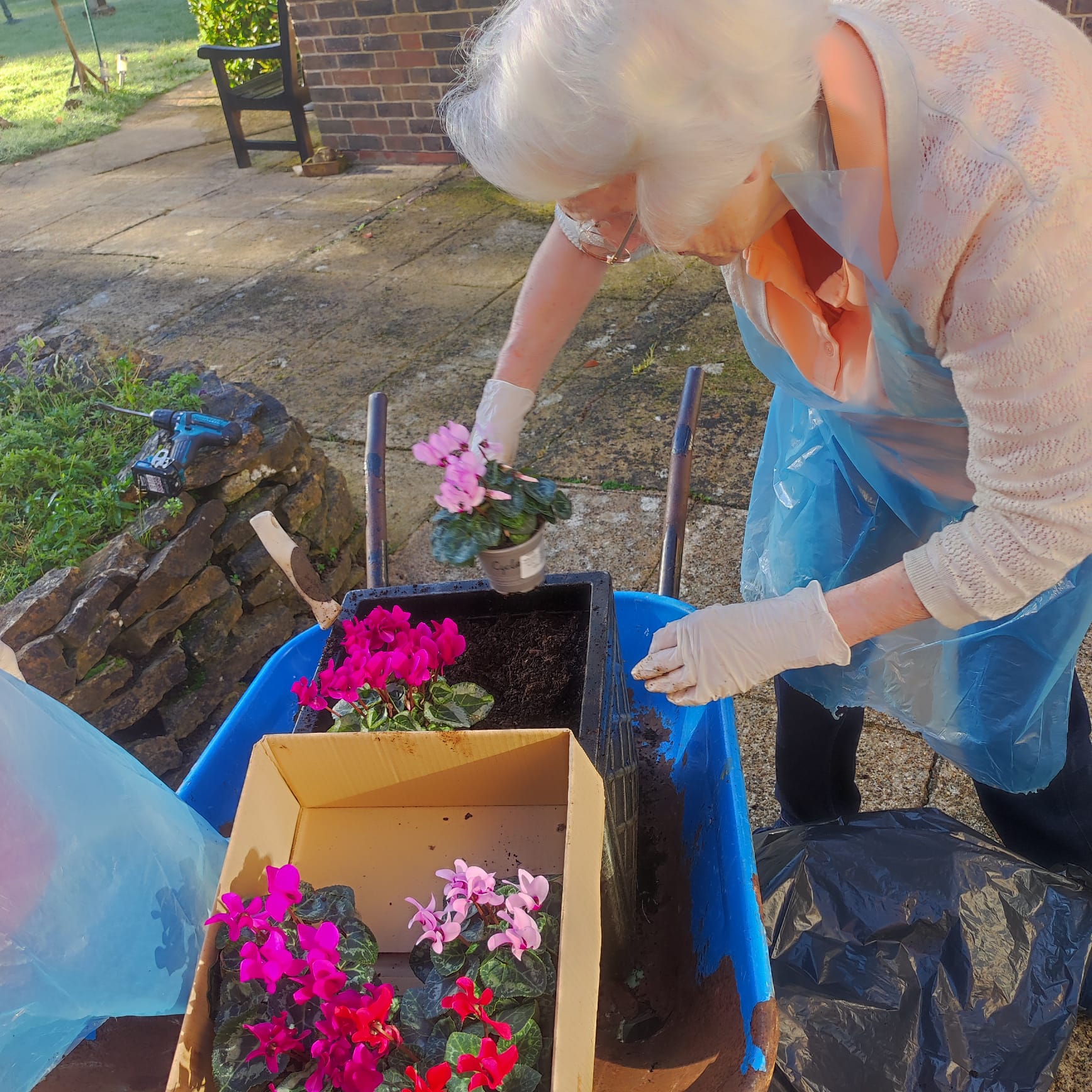 An older woman planting flowers from a wheelbarrow