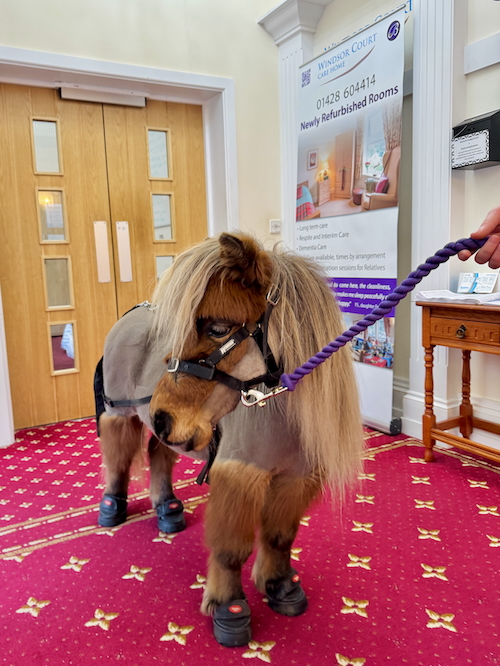 A miniature horse inside a care home