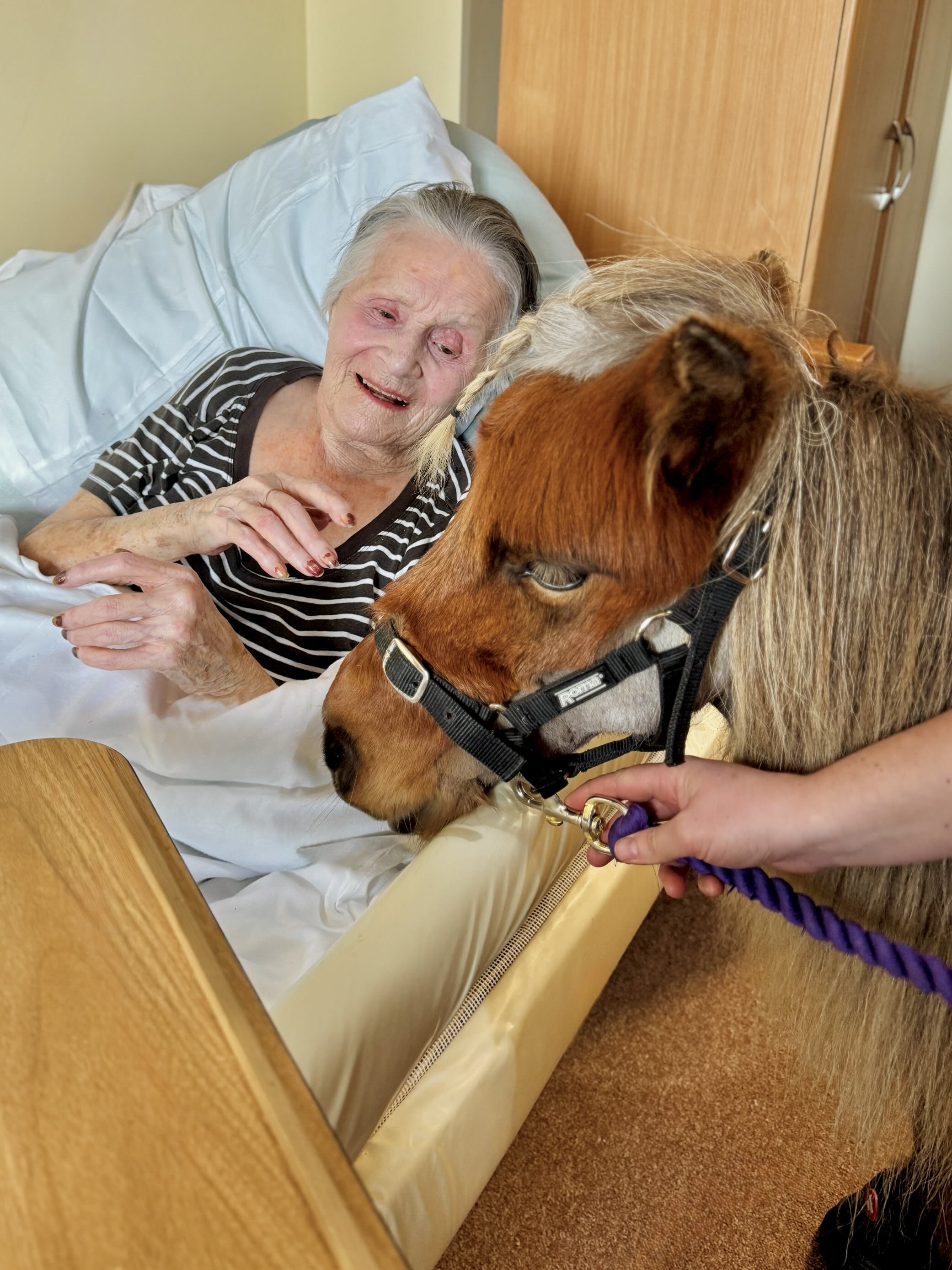 Elderly lady in bed smiling at a miniature horse
