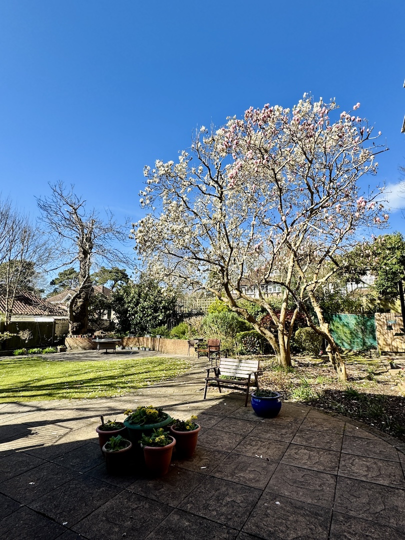 Blue skies and sunshine over a garden with a blossoming tree