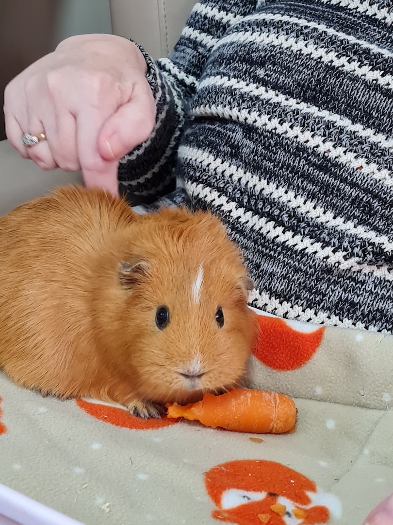 A guinea pig eating a carrot