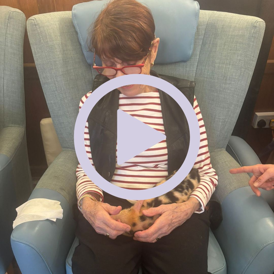 An older lady sat with a piglet on her lap