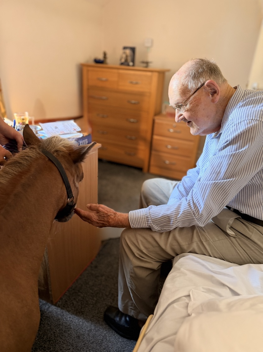 An older man with a miniature therapy horse