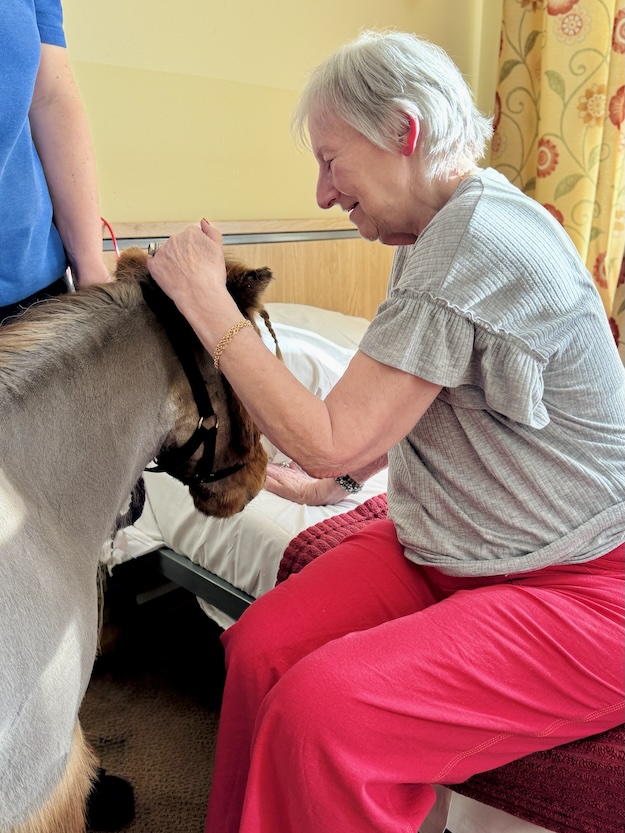 Elderly woman sat on a bed petting a miniature horse