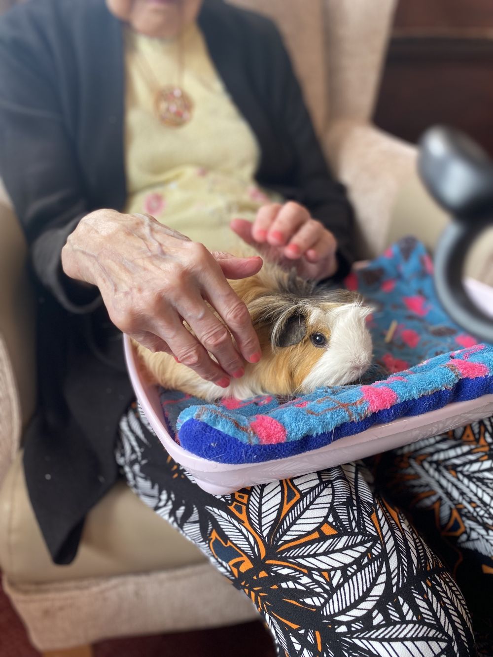 A brown and white Guinea pig sat on a womans lap