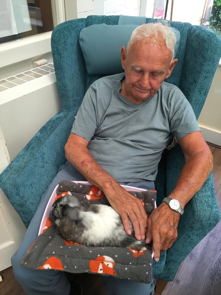 A white and black rabbit sitting on the lap of a man wearing a blue tshirt