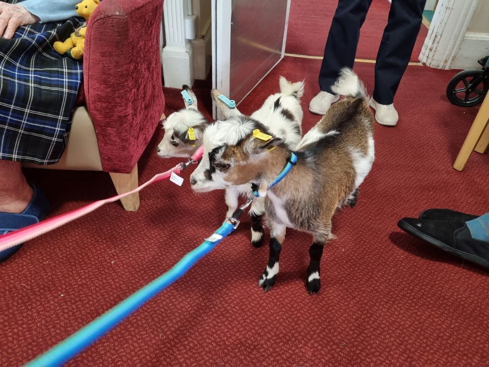 Two baby goats on leads.