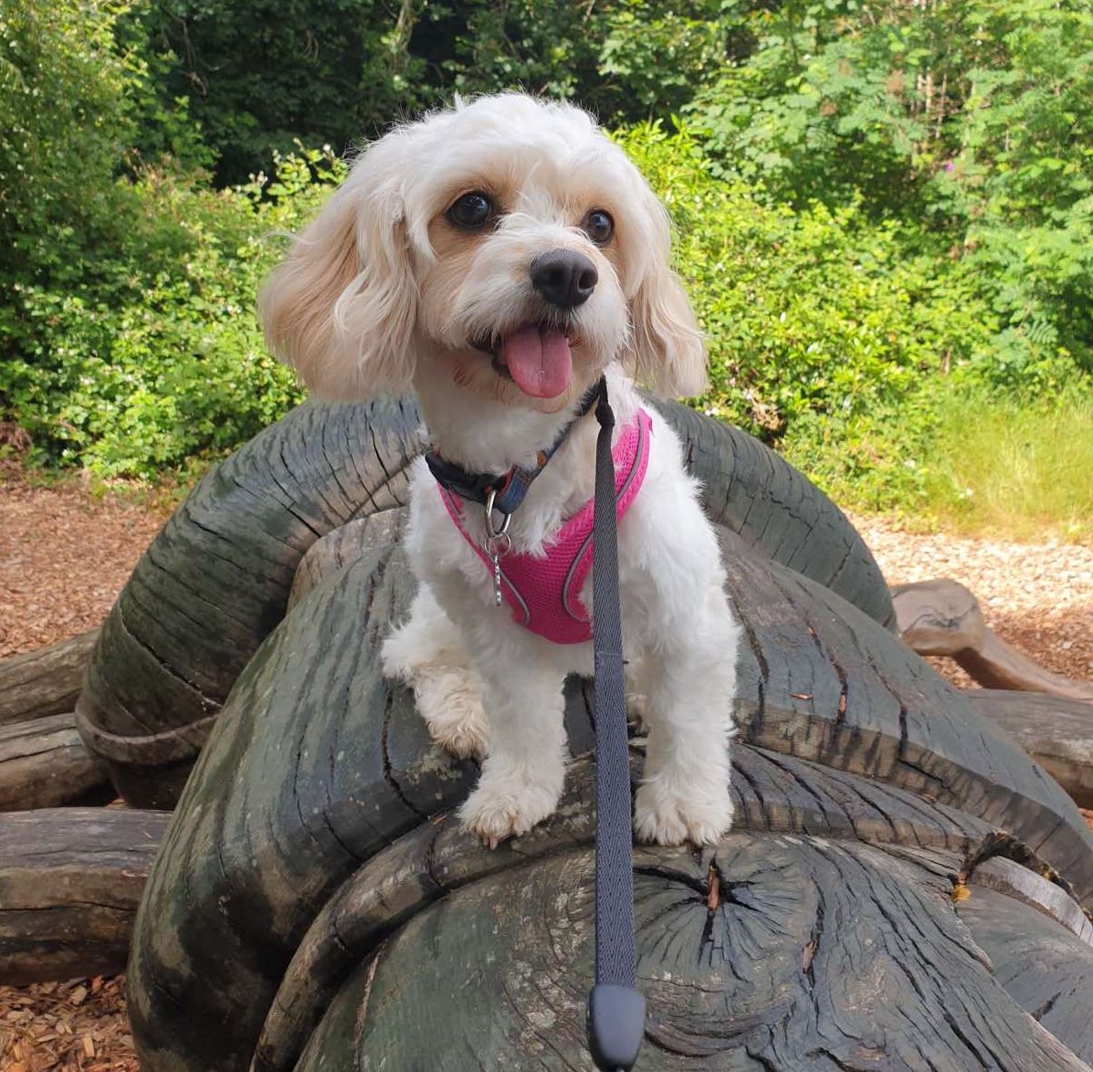 A happy looking dog stood on a log 