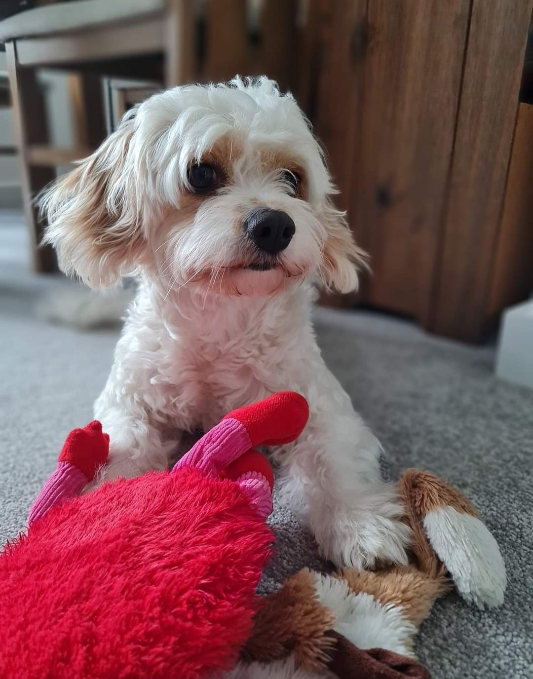 A happy dog with a red stuffed toy