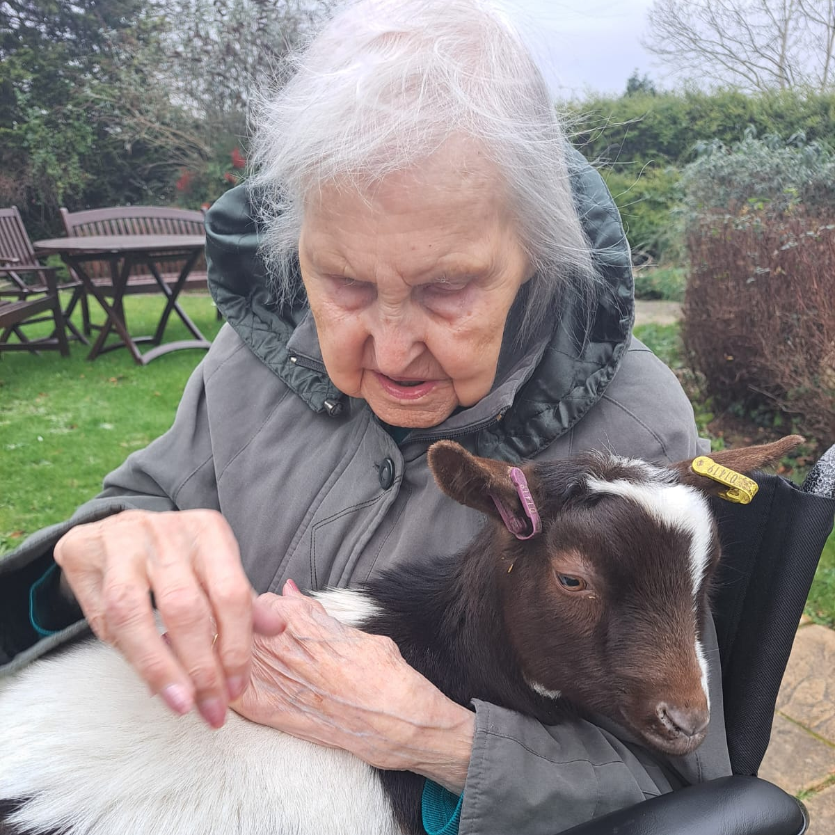 An elderly lady in a wheelchair cuddling a goat