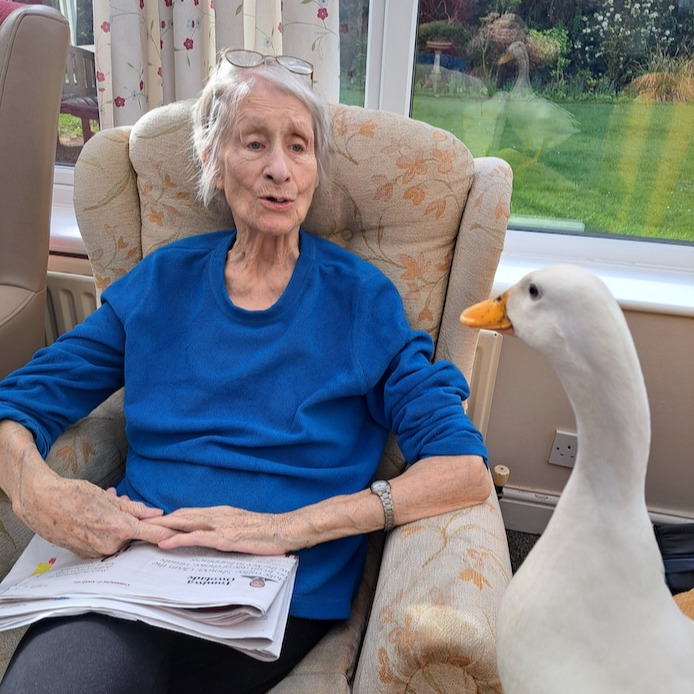 A elderly sat on a chair with a duck