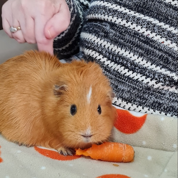 A guinea pig eating a carrot
