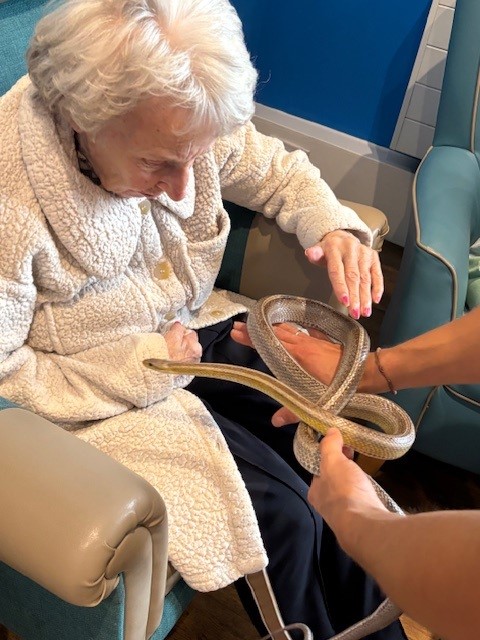 An older woman sat in an armchair touching a snake which is being held by a handler