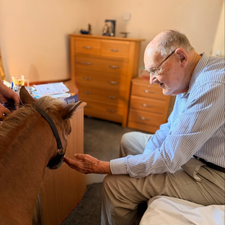 An older gentleman petting a miniature horse